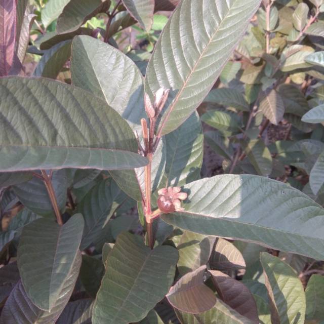 Jambu biji Australia