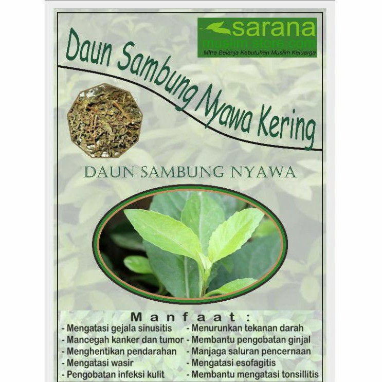 Daun Sambung Nyowo Nyawa Kering 500gr Asli Banyak Manfaat Shopee Indonesia