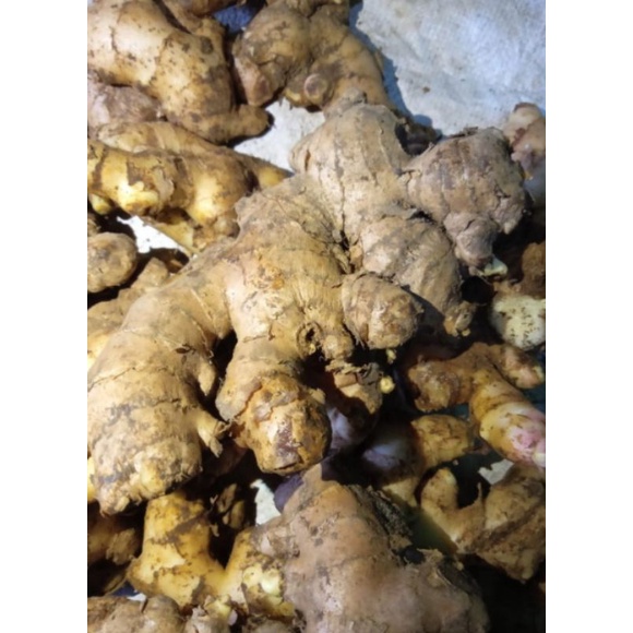 

jahe basah 1kg