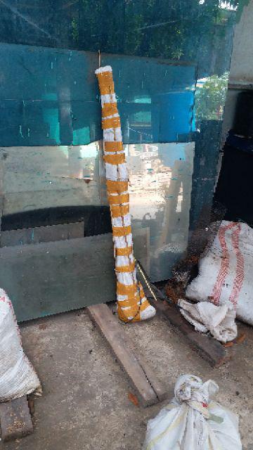 Bibit Tanaman Buah Kesemek Super