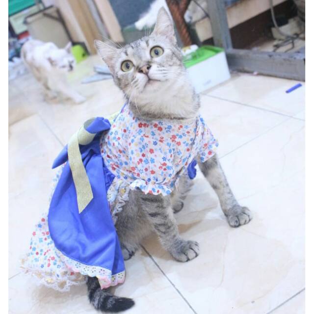 Dress none belanda lucu untuk kucing dan anjing / baju kucing murah size S M L XL