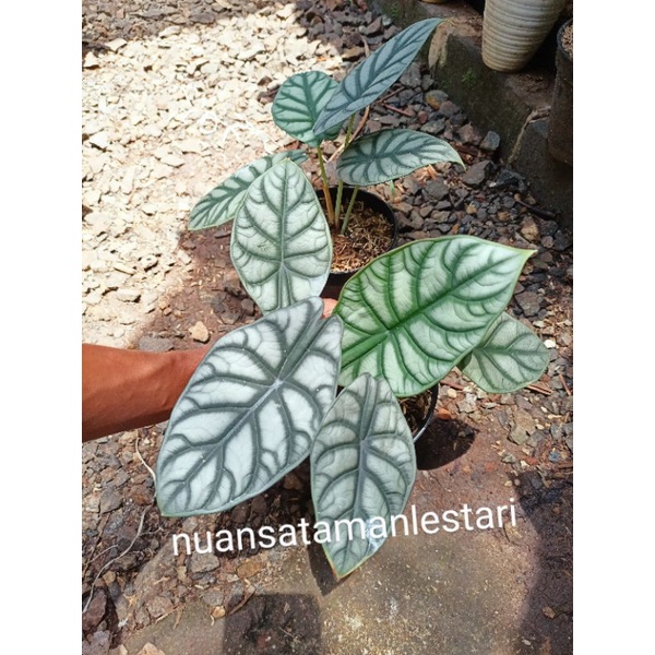 Tanaman Hias Alocasia Dragon Silver/Dragon silver