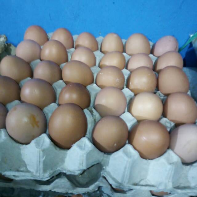 

Telur