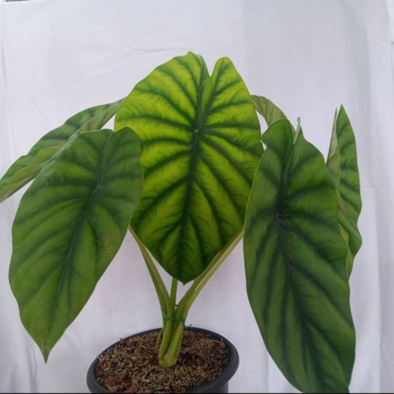 alocasia tengkorak hijau