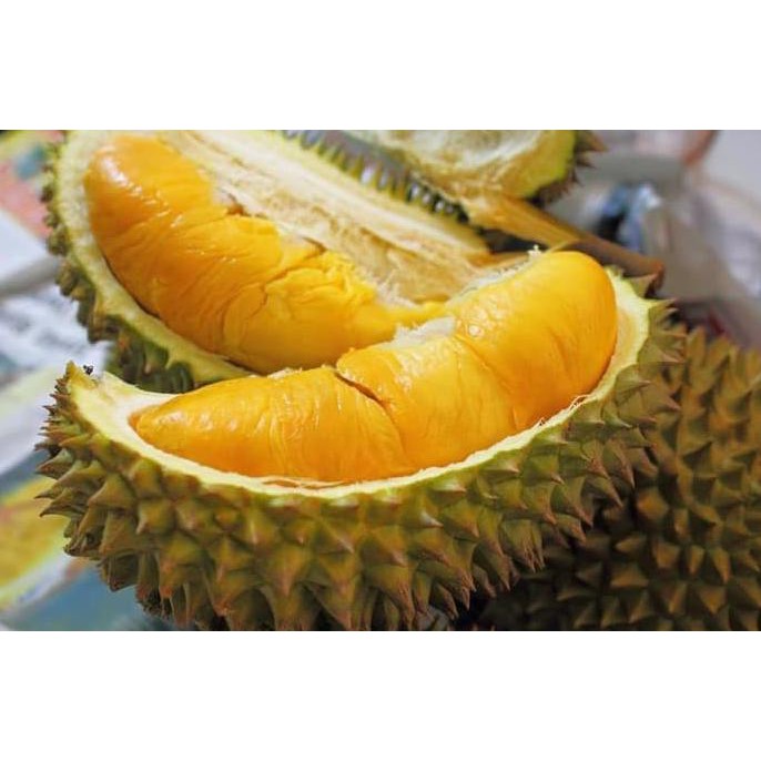 Bibit Pohon Tanaman Buah Durian Montong / Monthong Sab@Ng