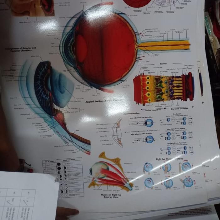 

Buku Kedokteran / Buku Kedokteran Spesialis / Poster Anatomi Mata . Poster mata