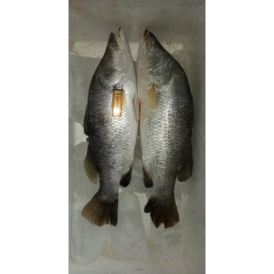 

ikan Kakap Baramundi