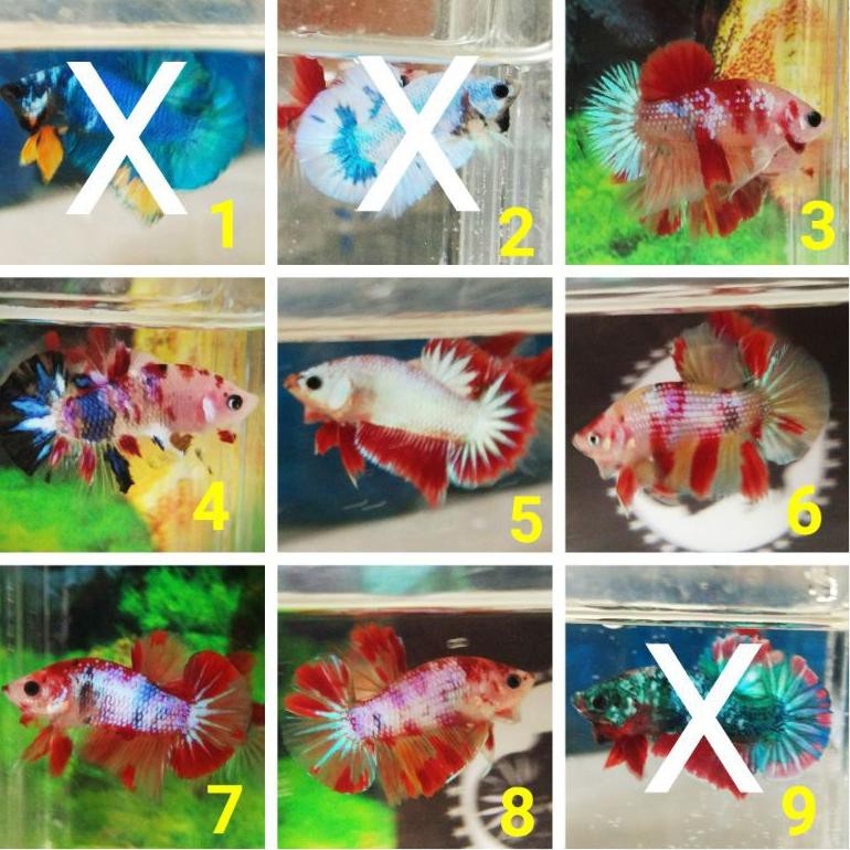 Ikan Cupang Hias Plakat Koi Fancy Nemo Multicolor Galaxy Female (Betina) &amp; Male (Jantan) 50K (KODE 6