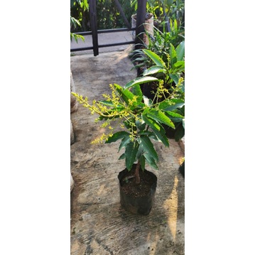 Bibit Mangga Chokanan Berbunga Super Unggul