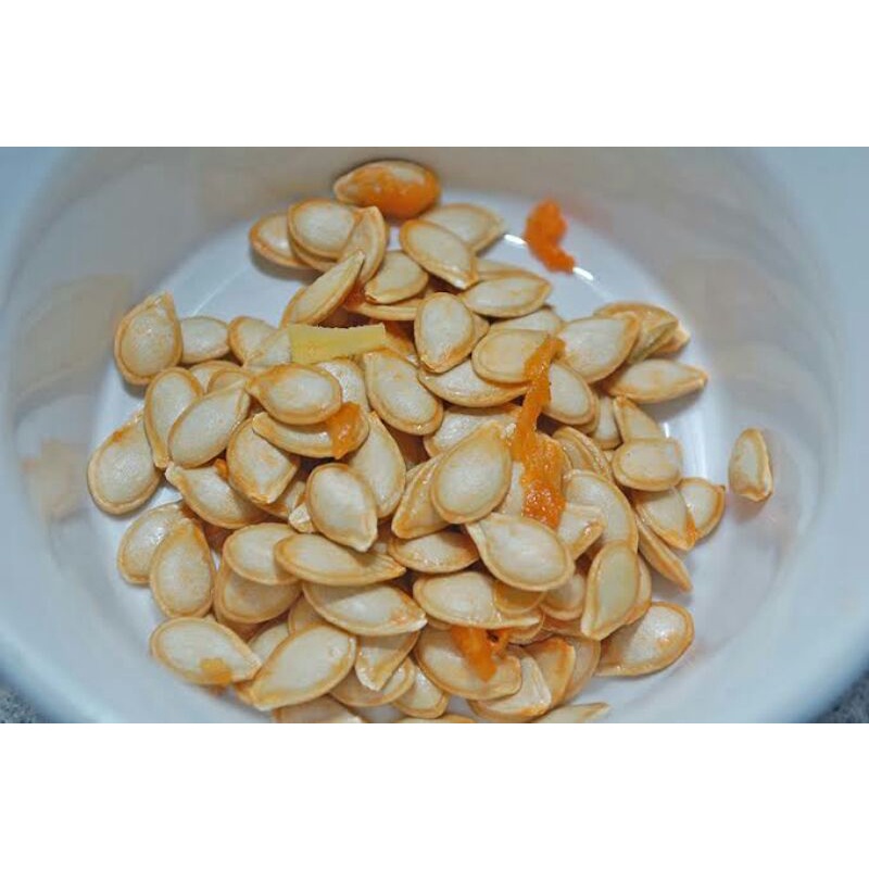 

benih biji labu madu butternut squash