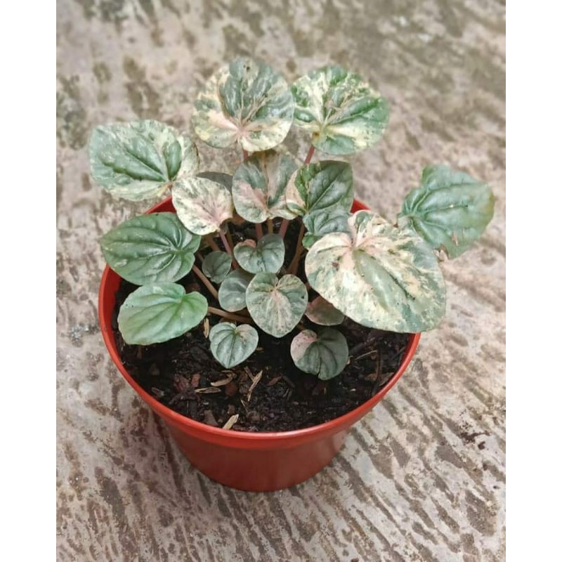 peperomia caperata variegata/peperomia pink lady