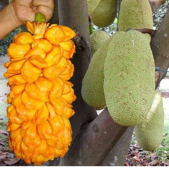 Jual Bibit Buah Nangkadak Super, Asli Hasil Persilangan Nangka&cempedak ...