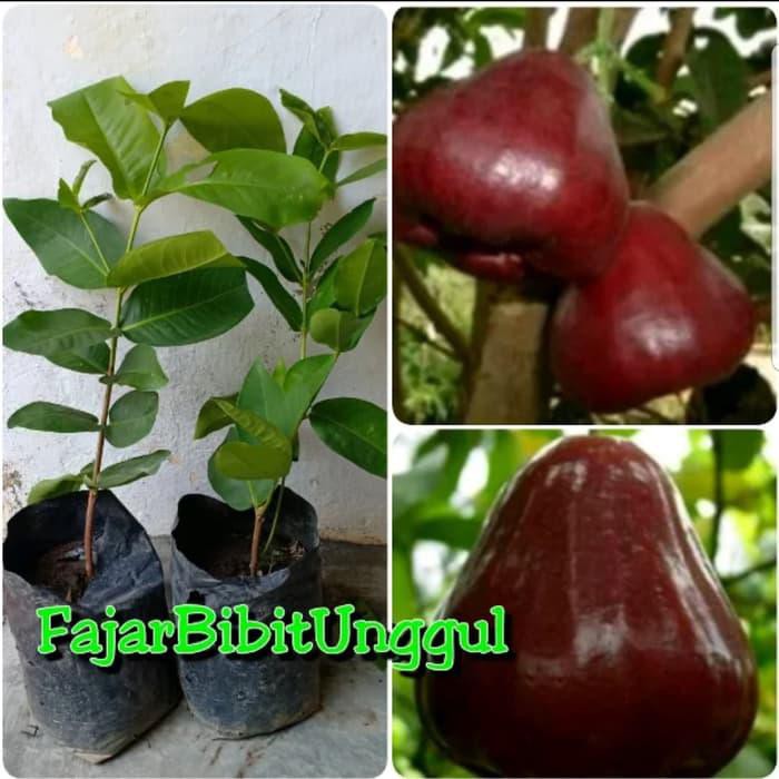 n4wf Bibit jambu air BLACK KINGKONG k0i