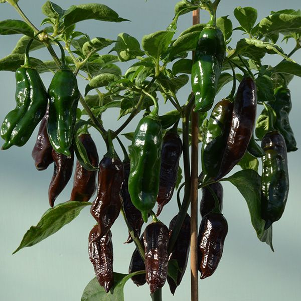 Benih Bibit Biji - Cabai Machu Picchu Tail Cabe Pepper Seeds