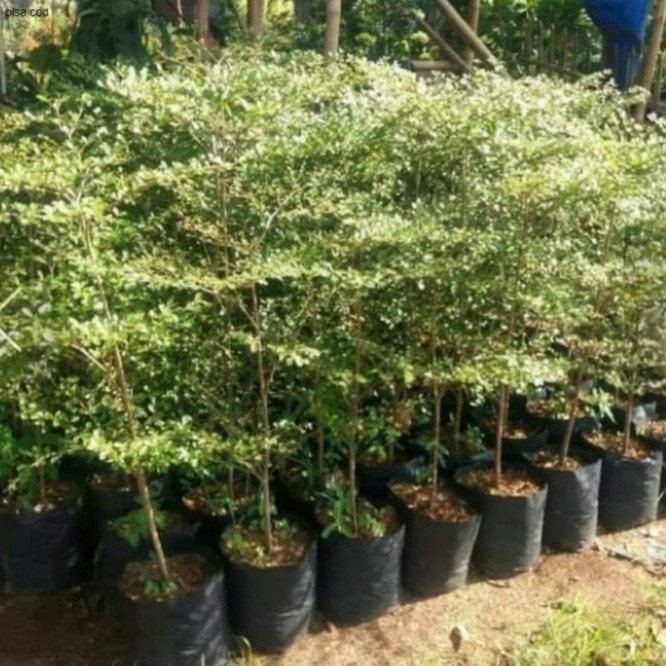 Pohon ketapang Kencana 1 Meter Tanaman Pelindung Ketapang Kencana