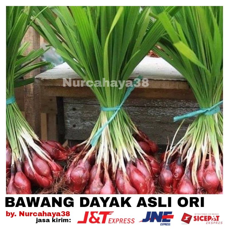 

BAWANG DAYAK | Bawang Dayak | Bawang Hutan 250GRAM