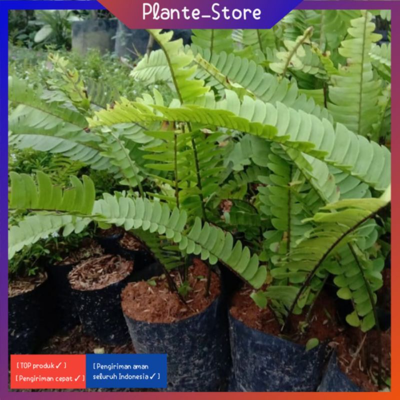 TANAMAN HIAS PAKIS KELABANG HIASAN TAMAN HIASAN INDOOR OUTDOOR