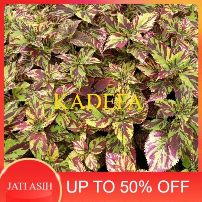 tanaman hias miyana api miyana batik - Bibit Pohon Miyana Batik