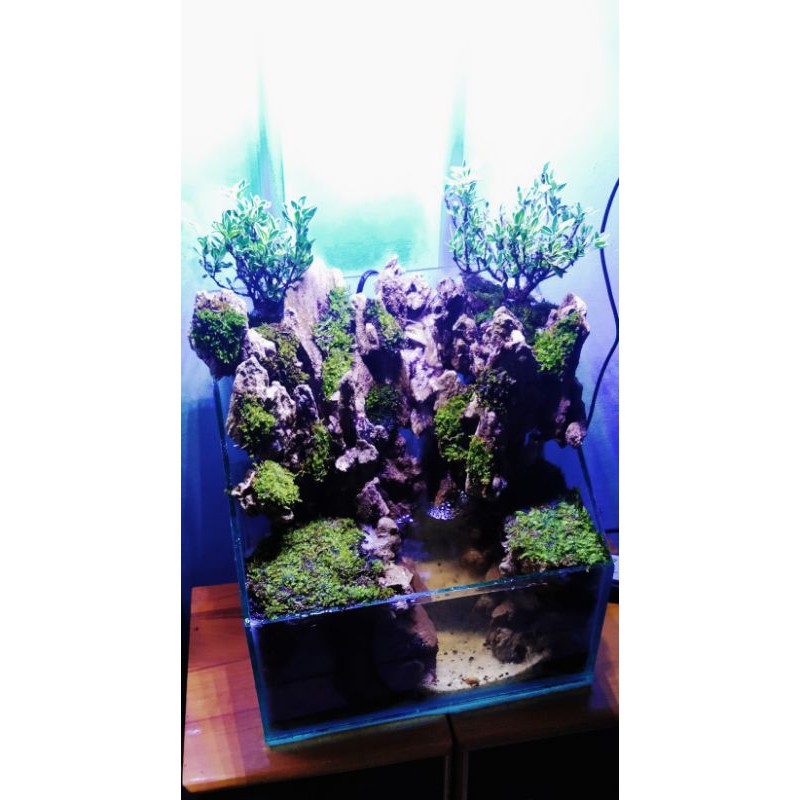 Paludarium 30cm tema air terjun