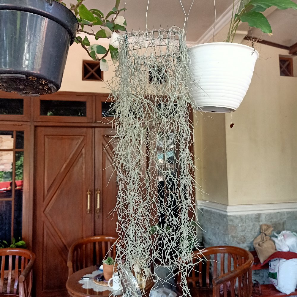 Tilandsia Atau Jenggot Musa Atau Jenggot Dewa 40 Cm