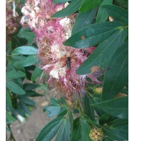 KALIANDRA SURINAMENSIS / KALIANDRA SURINAME