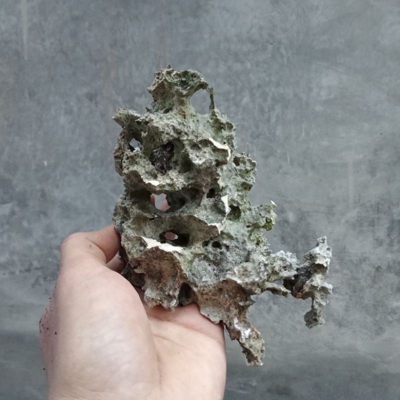 Batu karang gunung untuk bonsai dan aquascape