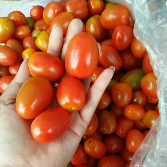 

Cery tomato tomat ceri 500gr