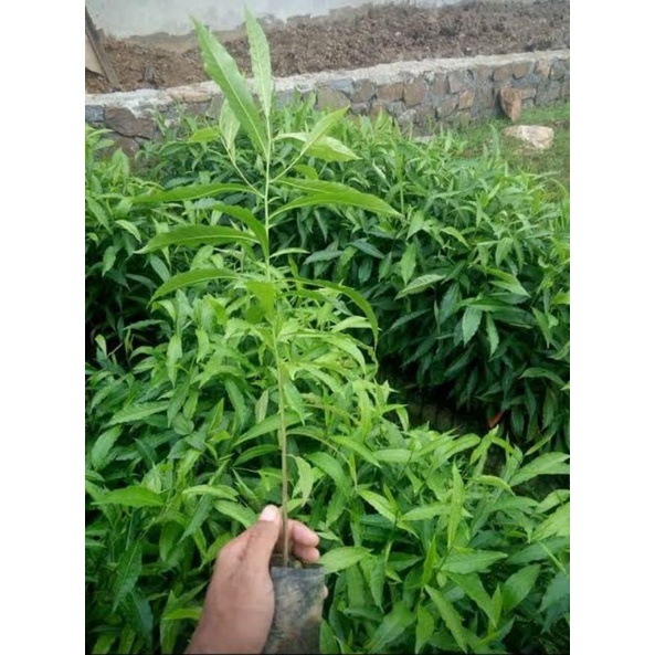 bibit pohon Cendana NTT