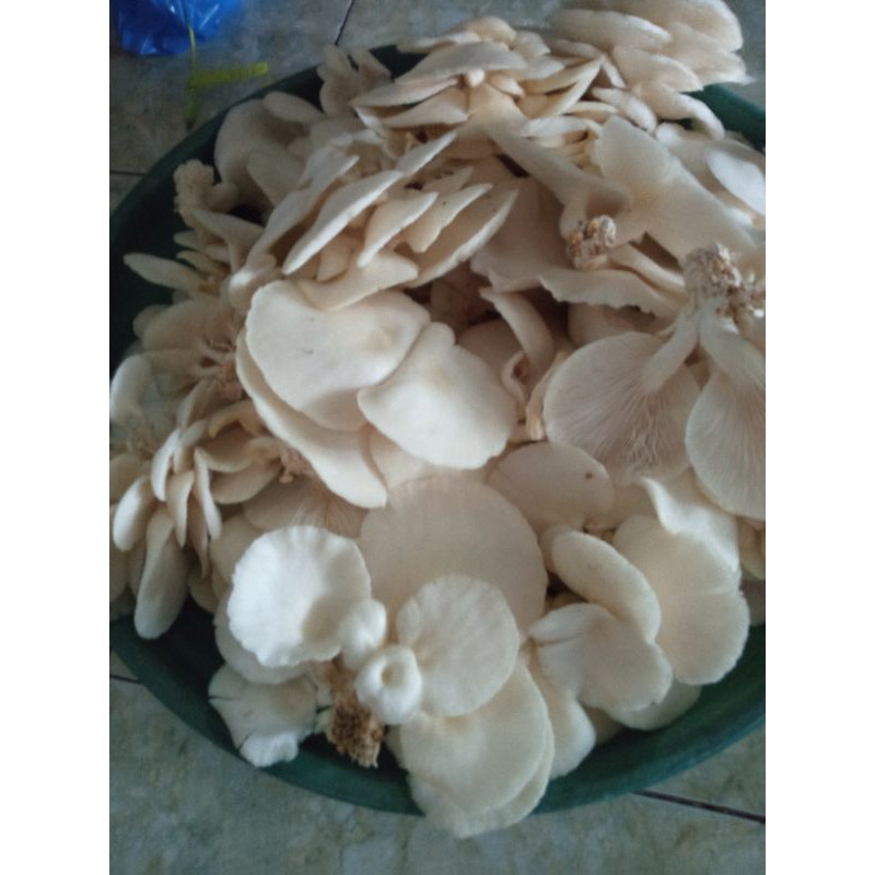 

jamur tiram putih 1000gr