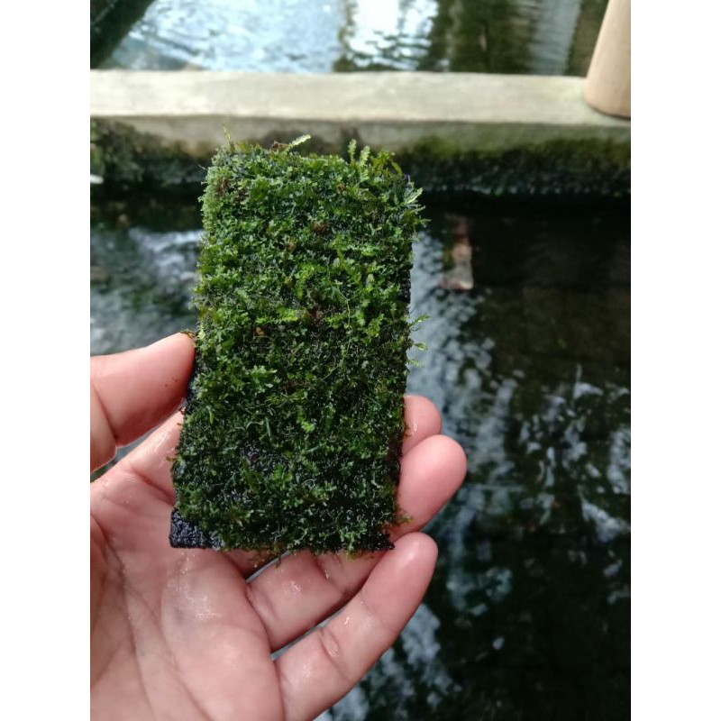 mos ricardia media pakis