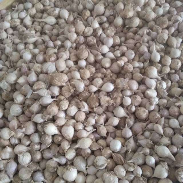 

Bawang putih tunggal lokal 1000gram