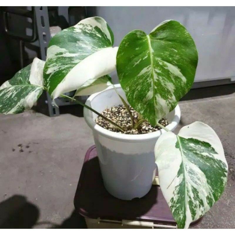 Bonggol Monstera Deliciosa King VARIEGATA