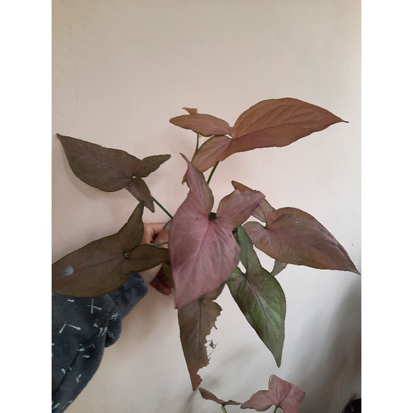 syngonium pink robusta