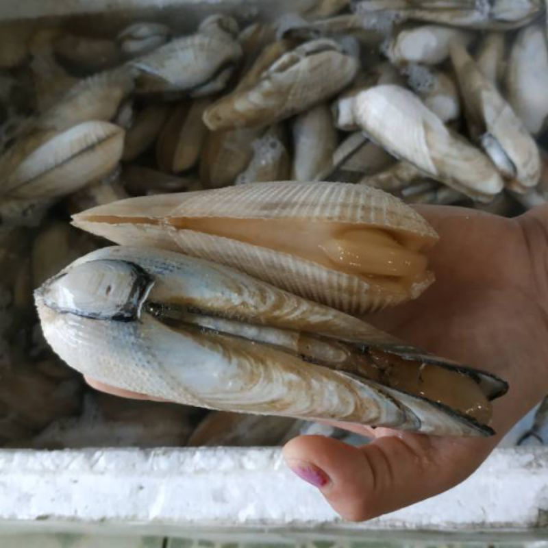 

Kerang Salju Fresh 1kg