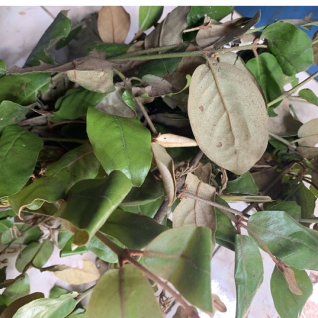 

Benalu jeruk/manganeuh 500 grm fresh