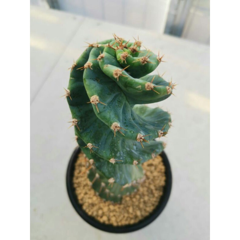 Tanaman Kaktus: Cereus forbesii spiralis