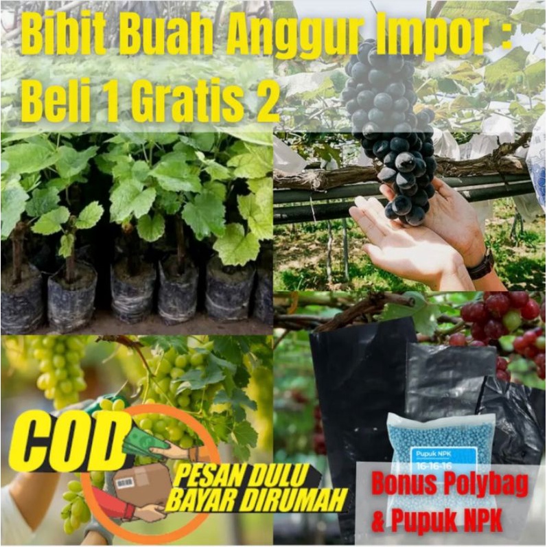 Satu Paket Bibit Anggur Merah Dapat 3 Pohon plus bonus pupuk