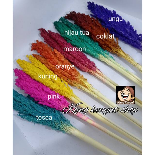 bunga sorgum bunga cantel warna 1 ikat Shopee Indonesia bunga sorgum bunga cantel warna 1 ikat Shopee Indonesia