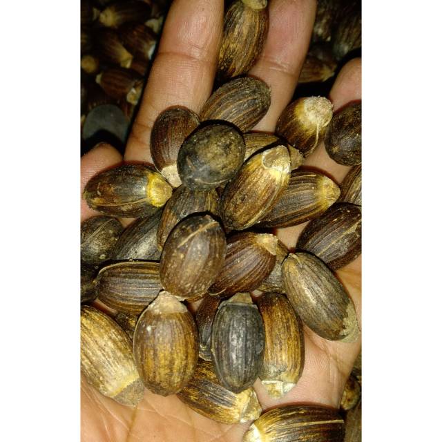 

MELINJO BUAH MELINJO KUPAS 1 KG | TANPA KULIT