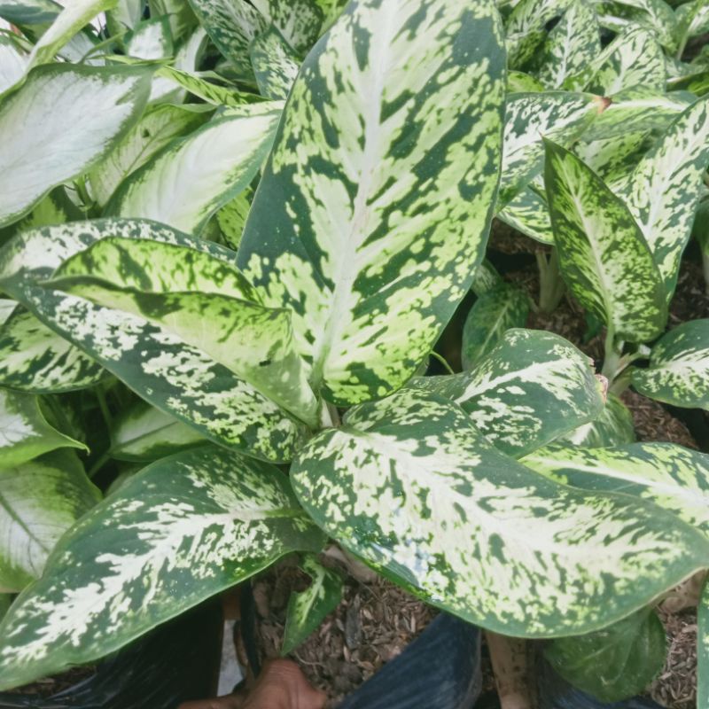 (INYONG PLANT) TANAMAN HIAS AGLONEMA DIVEN BRAZIL