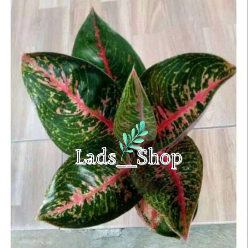 Tanaman Hias Aglonema Adelia -  Aglonema Adelia