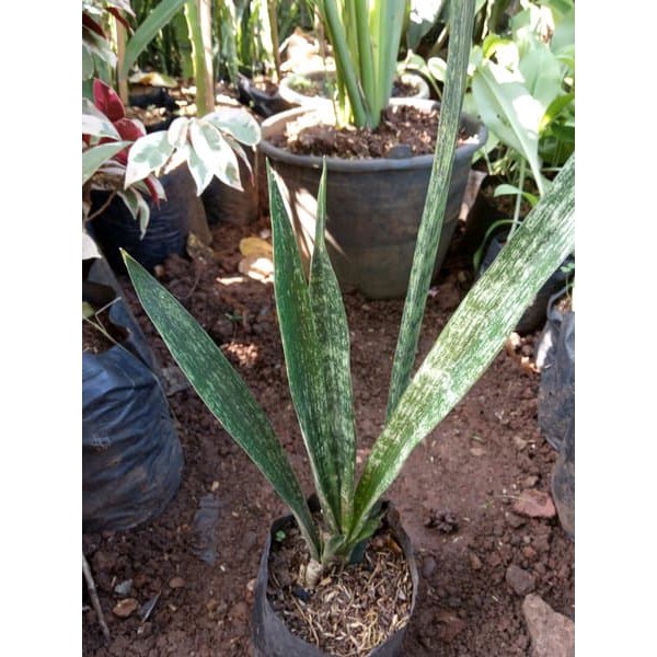 jual tanaman sansivera hijau - lidah mertua hijau - sansevieria