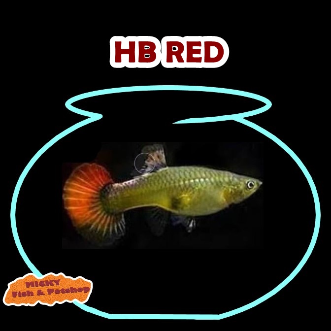 BETINA HB Red Guppy Indukan Grade