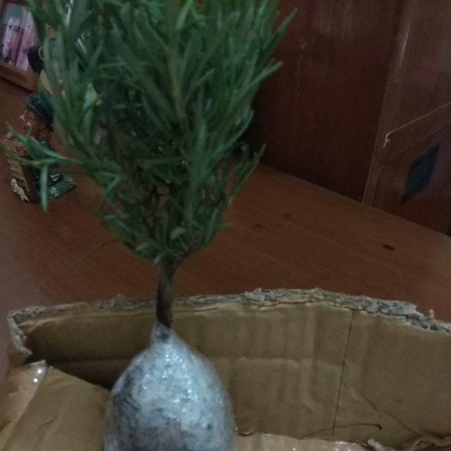 Tanaman Rosemary Anti Nyamuk