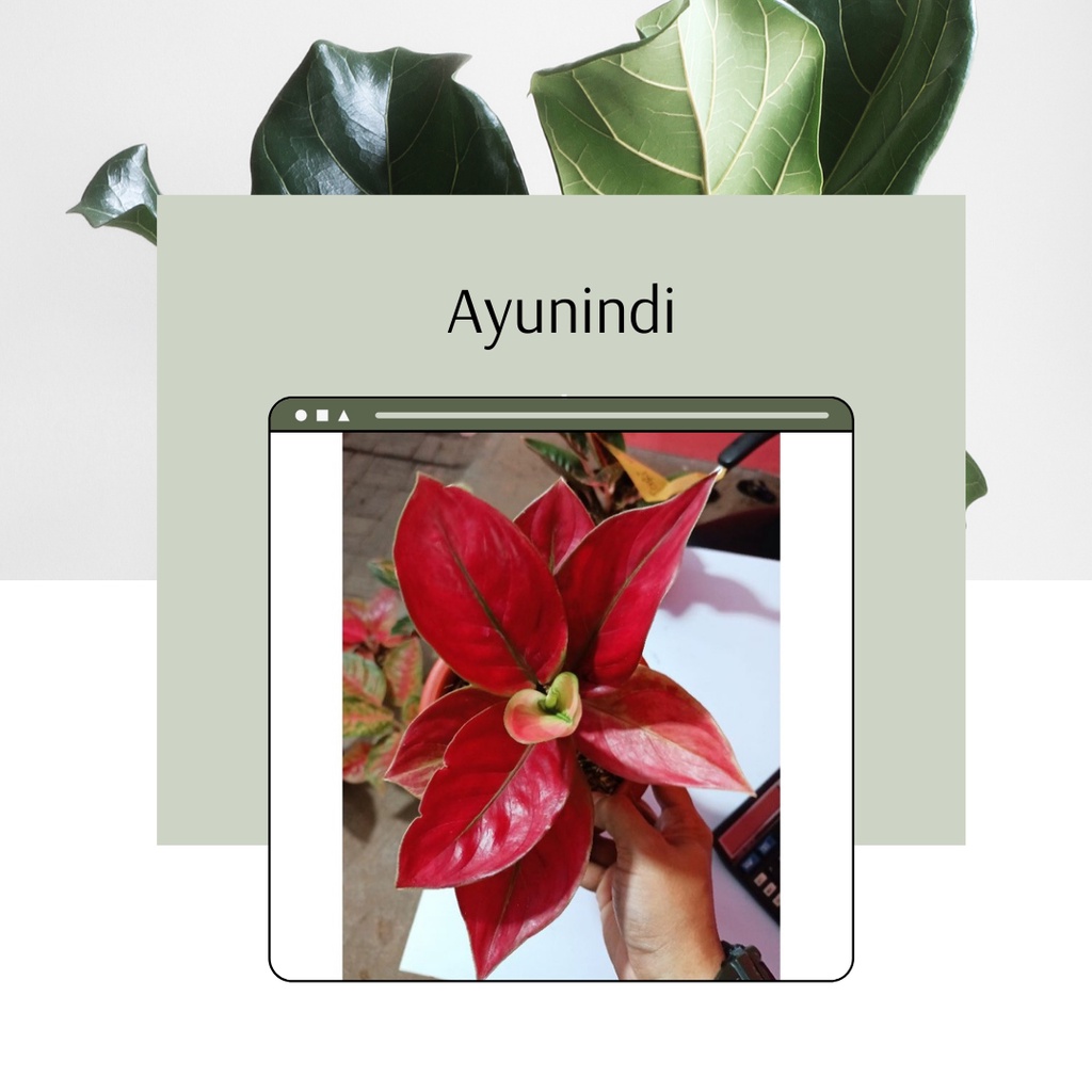 Tanaman Hias Aglonema Ayunindi bunga Aglonema Ayu Nindi Anakan Remaja Ayunindi