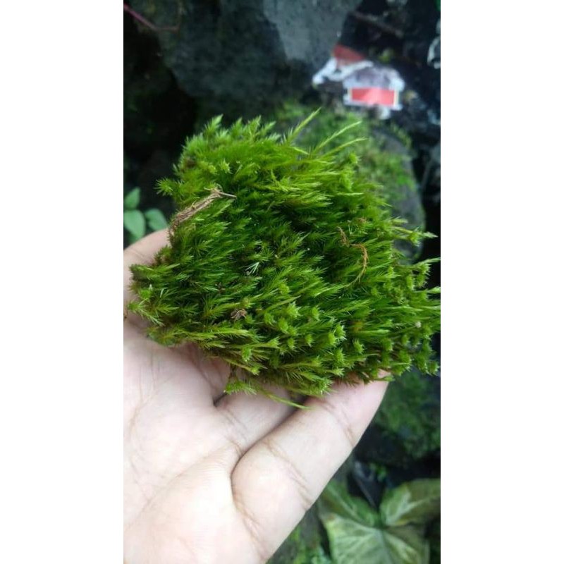 Moss paludarium//paket campur moss paludarium