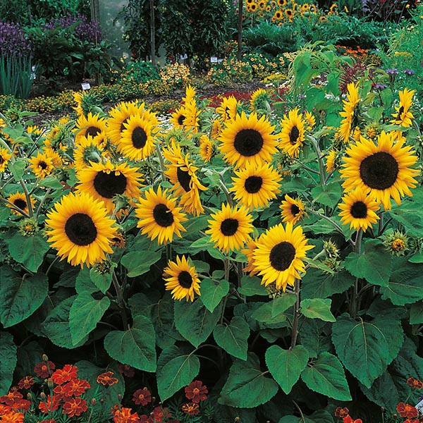 Benih Bibit Biji - Sunflower Little Dorrit F1 Bunga Matahari Helianthus annuus Flower Seeds - IMPORT