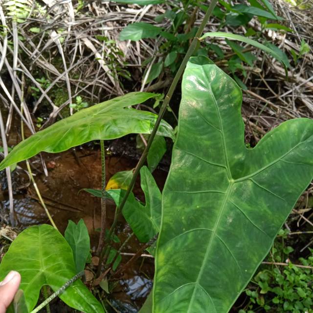 Alocasia zebrina(keladi)