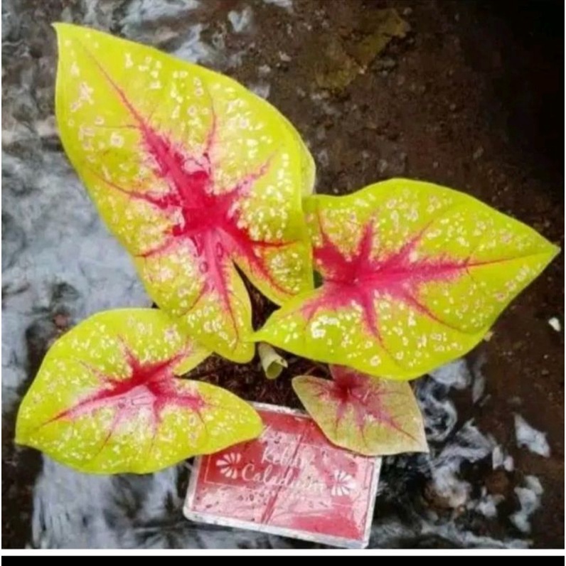 Umbi Caladium Tears Of The Sun - keladi hias hybrid import thailand