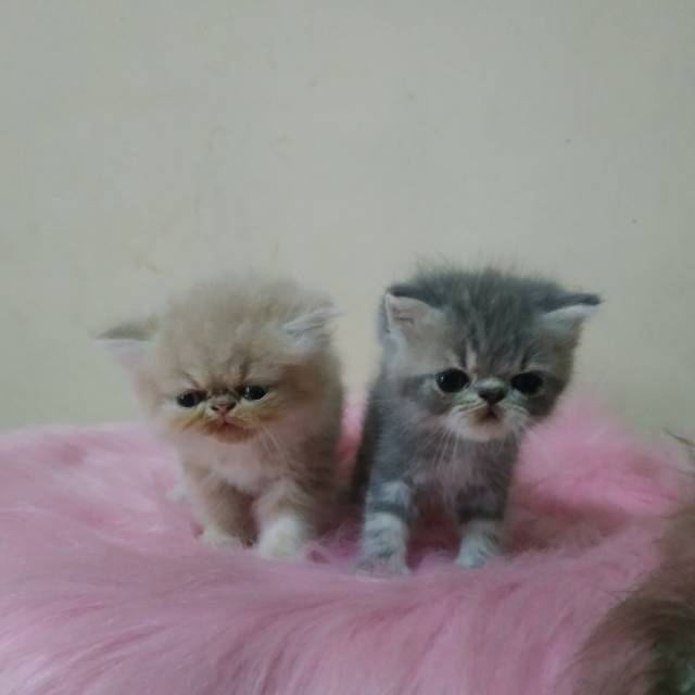 Kucing Persia PEAKNOSE LONGHAIR N EXOTIC